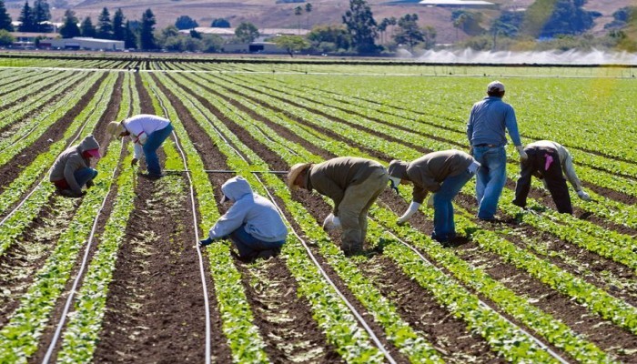 Agriculture Farm Labour Job